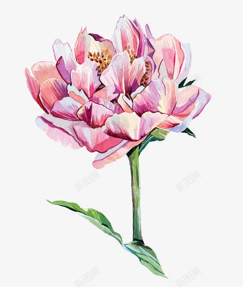 手绘粉色水彩花朵装饰png免抠素材_新图网 https://ixintu.com 水彩 粉色 花朵 装饰