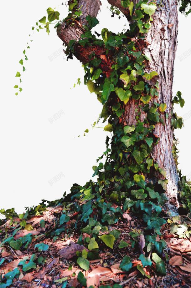 爬满绿色爬山虎的苍老树木png免抠素材_新图网 https://ixintu.com 树木 爬山虎 绿色 绿色树木 苍老