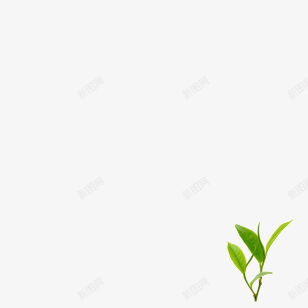 嫩芽绿叶png免抠素材_新图网 https://ixintu.com 嫩芽 素材 绿叶