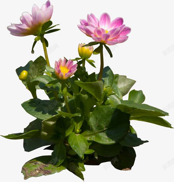 手绘花朵卡通鲜花荷花png免抠素材_新图网 https://ixintu.com 创意花卉图片 卡通鲜花 卡通鲜花素材 唯美花卉图片 抽象花朵 植物花卉 植物花卉素材 花朵 荷花