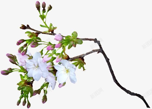 花骨朵白色花朵png免抠素材_新图网 https://ixintu.com 白色 素材 花朵 花骨朵