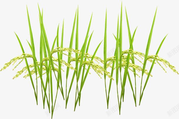 春天野外植物小草png免抠素材_新图网 https://ixintu.com 春天 植物 野外