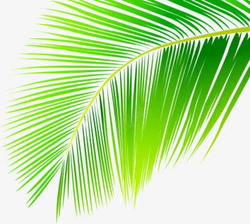夏日海报植物卡通棕叶png免抠素材_新图网 https://ixintu.com 卡通 夏日 植物 海报 设计