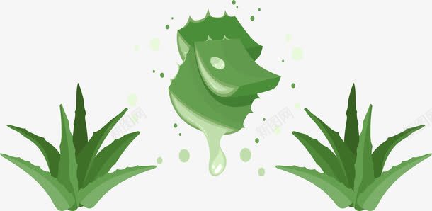 纯天然芦荟成分png免抠素材_新图网 https://ixintu.com 矢量素材 纯植物 芦荟 芦荟汁液