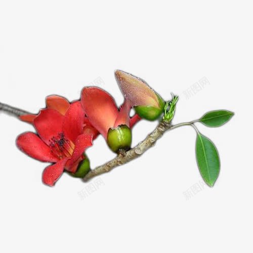 橙色木棉花带绿叶png免抠素材_新图网 https://ixintu.com 木棉 木棉花 木棉花树 植物 橙色 绿叶 花朵 装饰