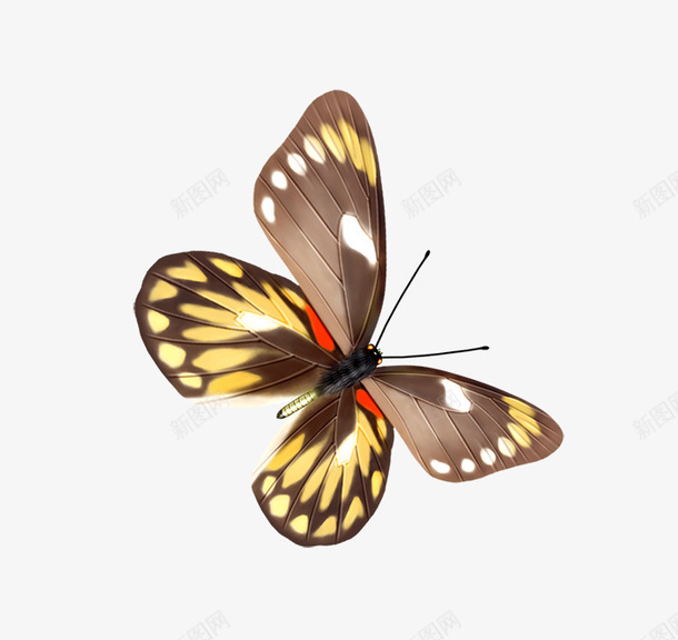 手绘蝴蝶png免抠素材_新图网 https://ixintu.com 彩蝶 手绘蝴蝶 蛾子