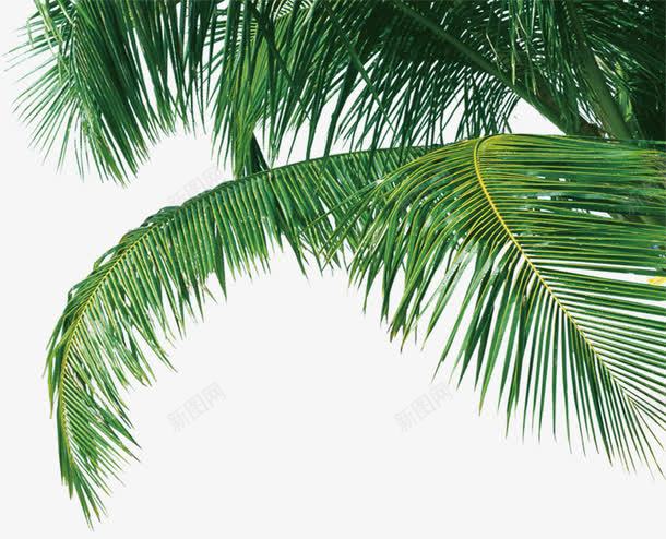 摄影夏日绿色树叶植物png免抠素材_新图网 https://ixintu.com 夏日 摄影 树叶 植物 绿色