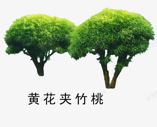 花草树木png免抠素材_新图网 https://ixintu.com 花草树木