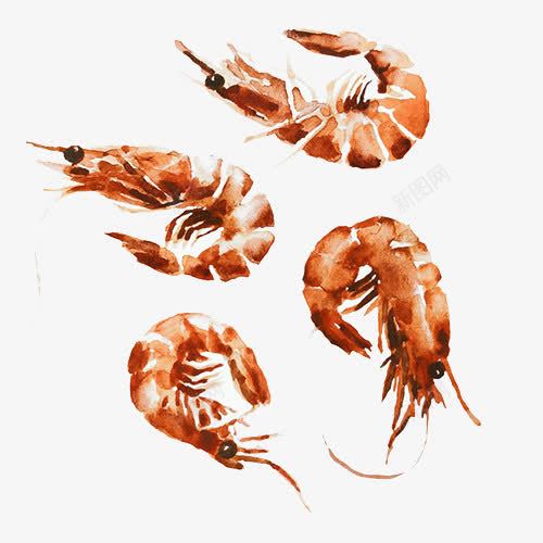 手绘基围虾png免抠素材_新图网 https://ixintu.com 基围虾 大虾 手绘 食物