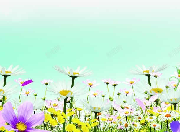 春天手绘花朵花瓣装饰png免抠素材_新图网 https://ixintu.com 春天 花朵 花瓣 装饰