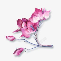 树枝上的粉色花素材