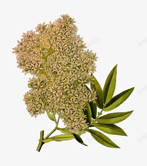 结种子的植物png免抠素材_新图网 https://ixintu.com 叶子 植物 种子 绿色