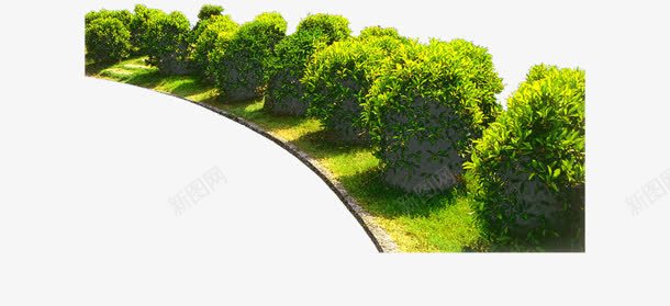 路边的树成排的树png免抠素材_新图网 https://ixintu.com 成排 路边