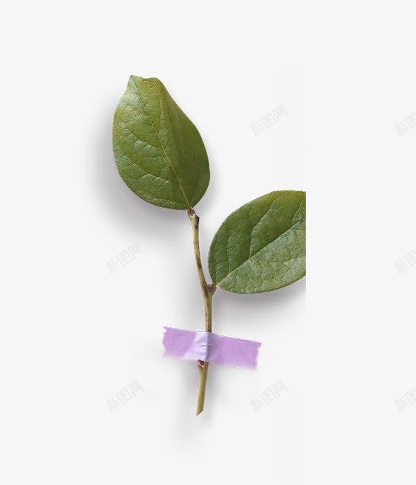 植物叶子草绿色两千叶子png免抠素材_新图网 https://ixintu.com 叶子 植物 草绿色