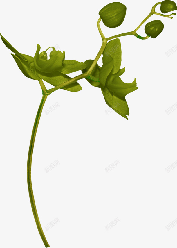 待放的花蕾png免抠素材_新图网 https://ixintu.com 植物 绿色 花蕾