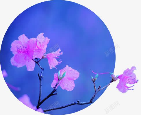 粉色艺术古典花朵png免抠素材_新图网 https://ixintu.com 古典 粉色 艺术 花朵