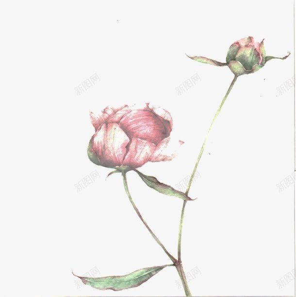 创意摄影合成红色的花卉植物png免抠素材_新图网 https://ixintu.com 创意 合成 摄影 植物 红色 花卉