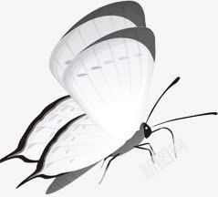 白色卡通海报蝴蝶png免抠素材_新图网 https://ixintu.com 卡通 海报 白色 蝴蝶