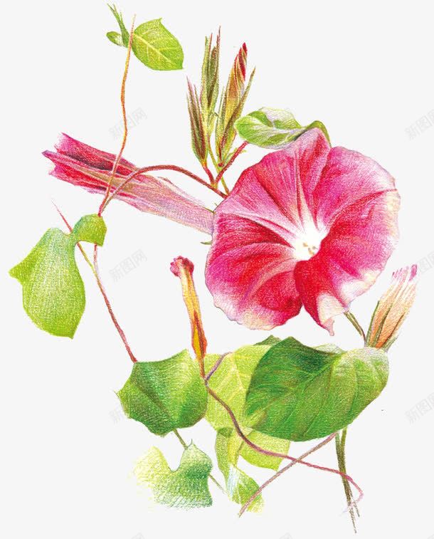 红色牵牛花png免抠素材_新图网 https://ixintu.com 植物 牵牛花 红色 绿叶