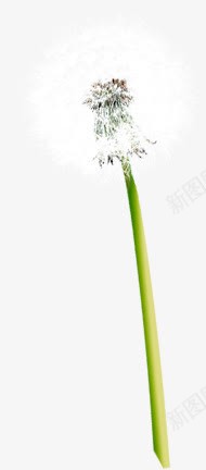 春天白色蒲公英花朵png免抠素材_新图网 https://ixintu.com 春天 白色 花朵 蒲公英