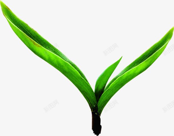 绿色清新时尚发芽植物png免抠素材_新图网 https://ixintu.com 发芽 时尚 植物 清新 绿色