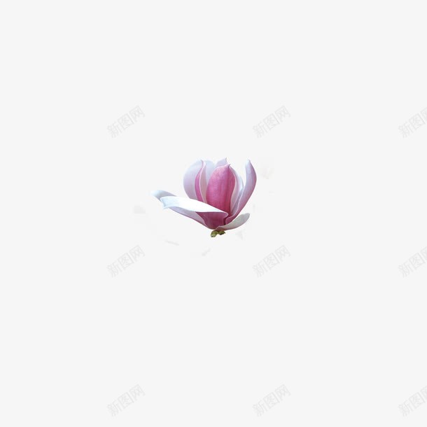 木棉花png免抠素材_新图网 https://ixintu.com 一朵木棉花 木棉花 木棉花树 花儿 鲜花
