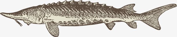 海洋动物手绘素描png免抠素材_新图网 https://ixintu.com 平面设计 手绘 插画 海洋动物 素描 鱼