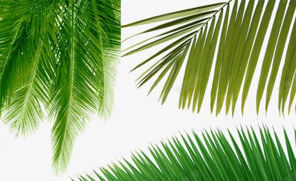 绿色蕨类植物png免抠素材_新图网 https://ixintu.com 植物 蕨类 铁树