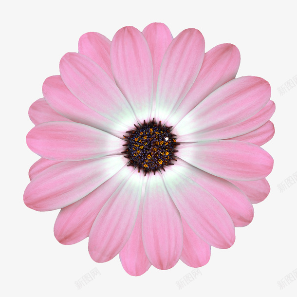 鲜花元素手绘花朵png免抠素材_新图网 https://ixintu.com 卡通鲜花素材 手绘花朵 背景元素 花朵素材 鲜花花卉