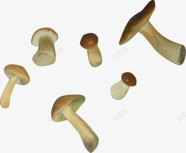 菌类蘑菇png免抠素材_新图网 https://ixintu.com 真菌 菌类 蘑菇 食物