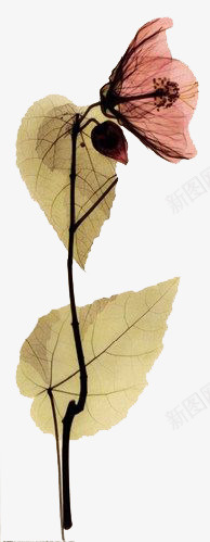 手绘超写实脉络插画psd免抠素材_新图网 https://ixintu.com 小清新 手绘 插画 水彩 美丽 花卉