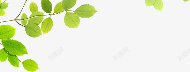 绿树叶png免抠素材_新图网 https://ixintu.com 树叶 绿树叶 绿色