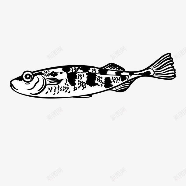手绘鱼矢量图图标ai_新图网 https://ixintu.com 手绘 鱼 矢量图