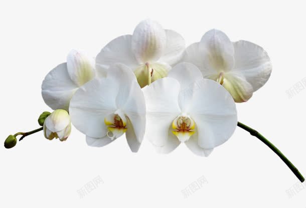 白色洁净小花png免抠素材_新图网 https://ixintu.com 图片 洁净 白色