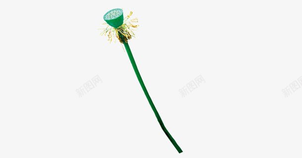莲蓬莲子花苞png免抠素材_新图网 https://ixintu.com 莲蓬莲子花苞