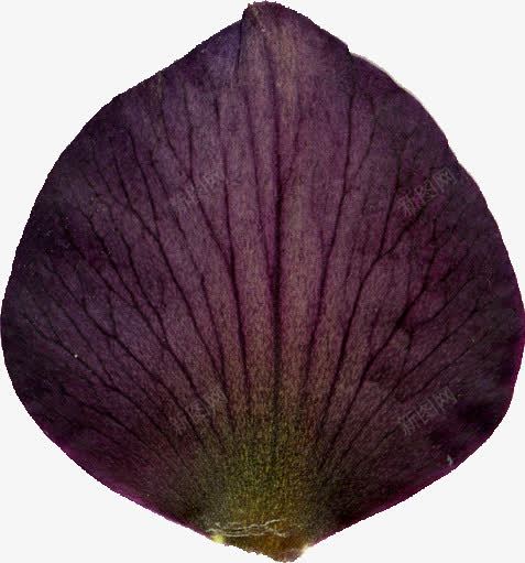 精美压花干花紫红色花瓣png免抠素材_新图网 https://ixintu.com 压花 干花 精美 紫红色 花瓣