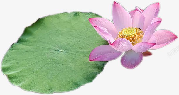 绘画粉色荷花展板png免抠素材_新图网 https://ixintu.com 展板 粉色 绘画 荷花