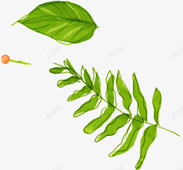 手绘草叶png免抠素材_新图网 https://ixintu.com 叶子 插画 植物 绿色