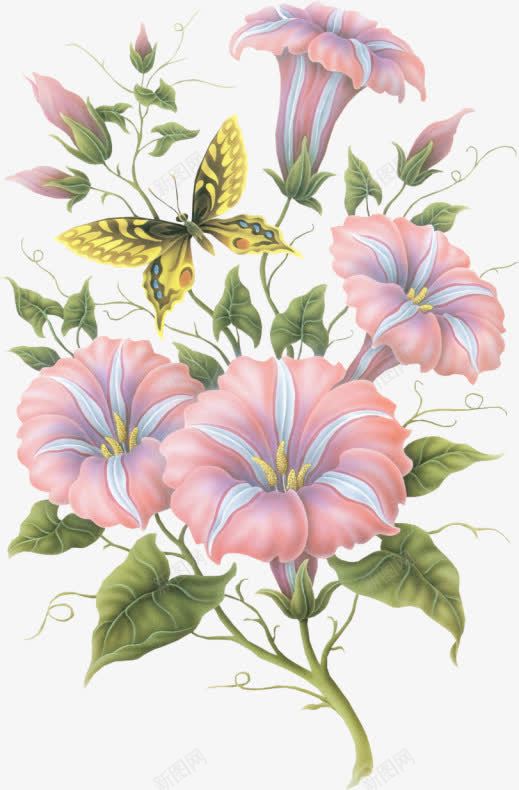 牵牛花png免抠素材_新图网 https://ixintu.com 牵牛花 粉色 蝴蝶 装饰
