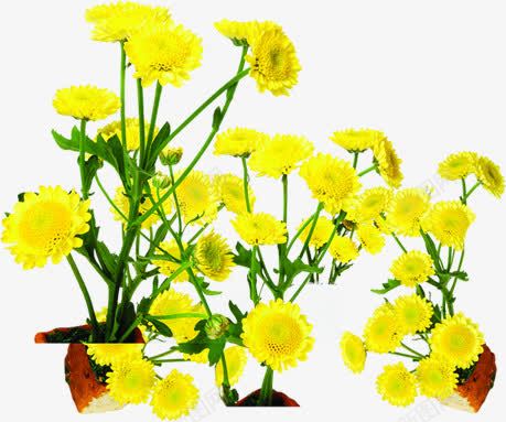 黄色夏日花朵植物png免抠素材_新图网 https://ixintu.com 夏日 植物 花朵 设计 黄色