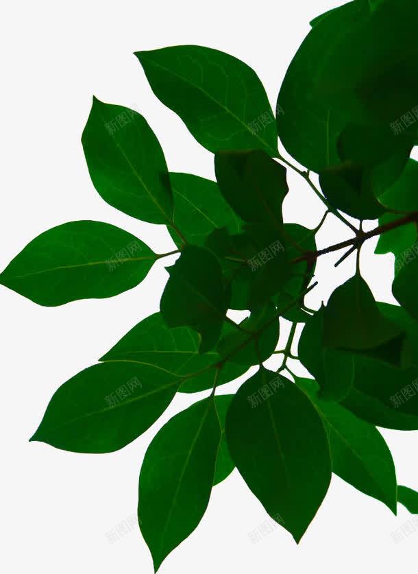 翠绿大叶植物树叶png免抠素材_新图网 https://ixintu.com 树叶 植物 翠绿