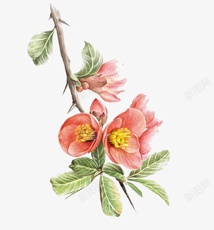 手绘水彩海堂花图案png免抠素材_新图网 https://ixintu.com 图案 手绘 手绘水彩海堂花图案 水彩 海堂花