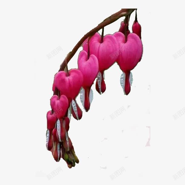 心形的花png免抠素材_新图网 https://ixintu.com 心形玉佩花 心形的花 心形花 玉佩花