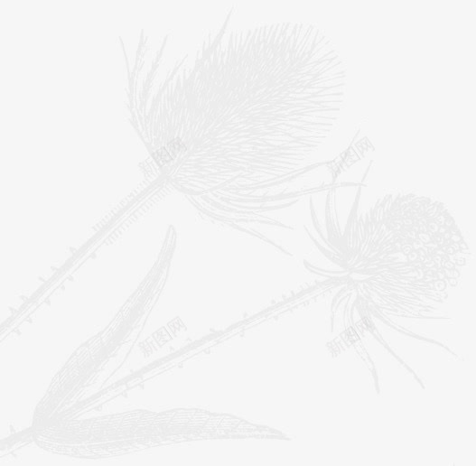 白色梦幻朦胧蒲公英装饰png免抠素材_新图网 https://ixintu.com 朦胧 梦幻 白色 蒲公英 装饰