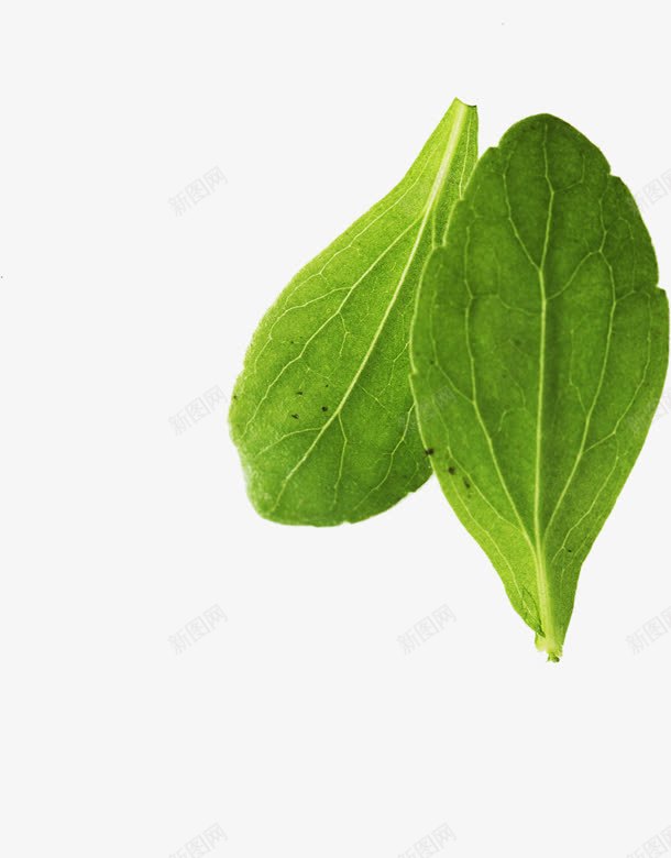 绿色创意树叶草本植物png免抠素材_新图网 https://ixintu.com 创意 树叶 绿色 草本植物