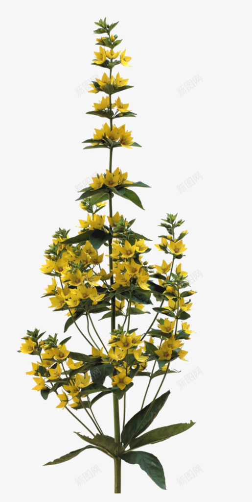 竖立漂亮花装饰图png免抠素材_新图网 https://ixintu.com 竖立漂亮花装饰图素材