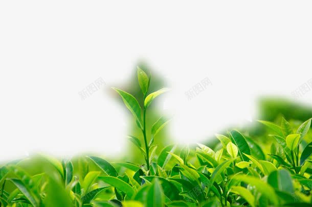 绿茶png免抠素材_新图网 https://ixintu.com 叶子 嫩芽 幼苗 新芽 植物幼芽绿叶 绿叶 绿芽 绿茶