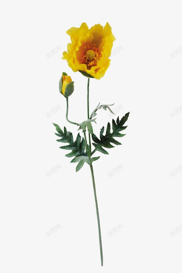 争奇斗艳的花png免抠素材_新图网 https://ixintu.com 心情 植物 花卉 黄色