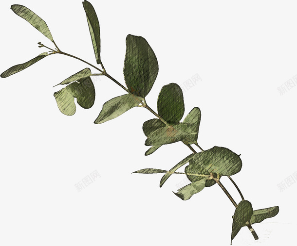 手绘植物5png免抠素材_新图网 https://ixintu.com png 手绘 植物 素材 高清