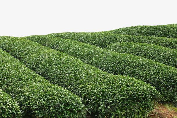绿色茶田png免抠素材_新图网 https://ixintu.com 植物 绿色 绿茶田 茶 茶园 茶田